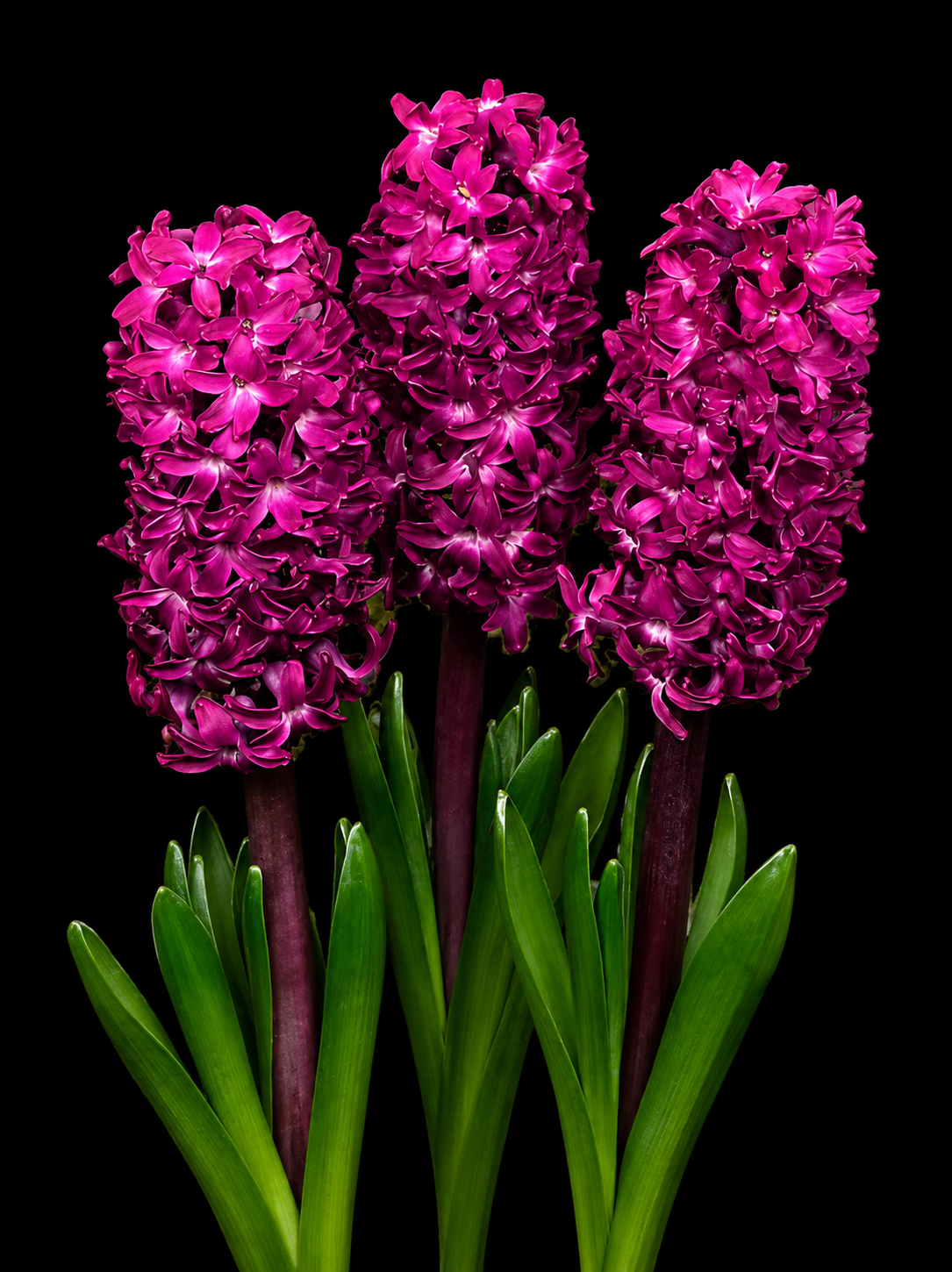 Hyacinthus Woodstock hiacintų svogūnėliai