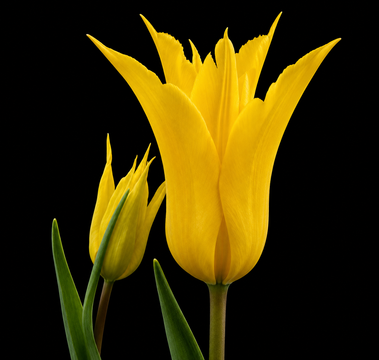 La Perla — Lilijziedu
