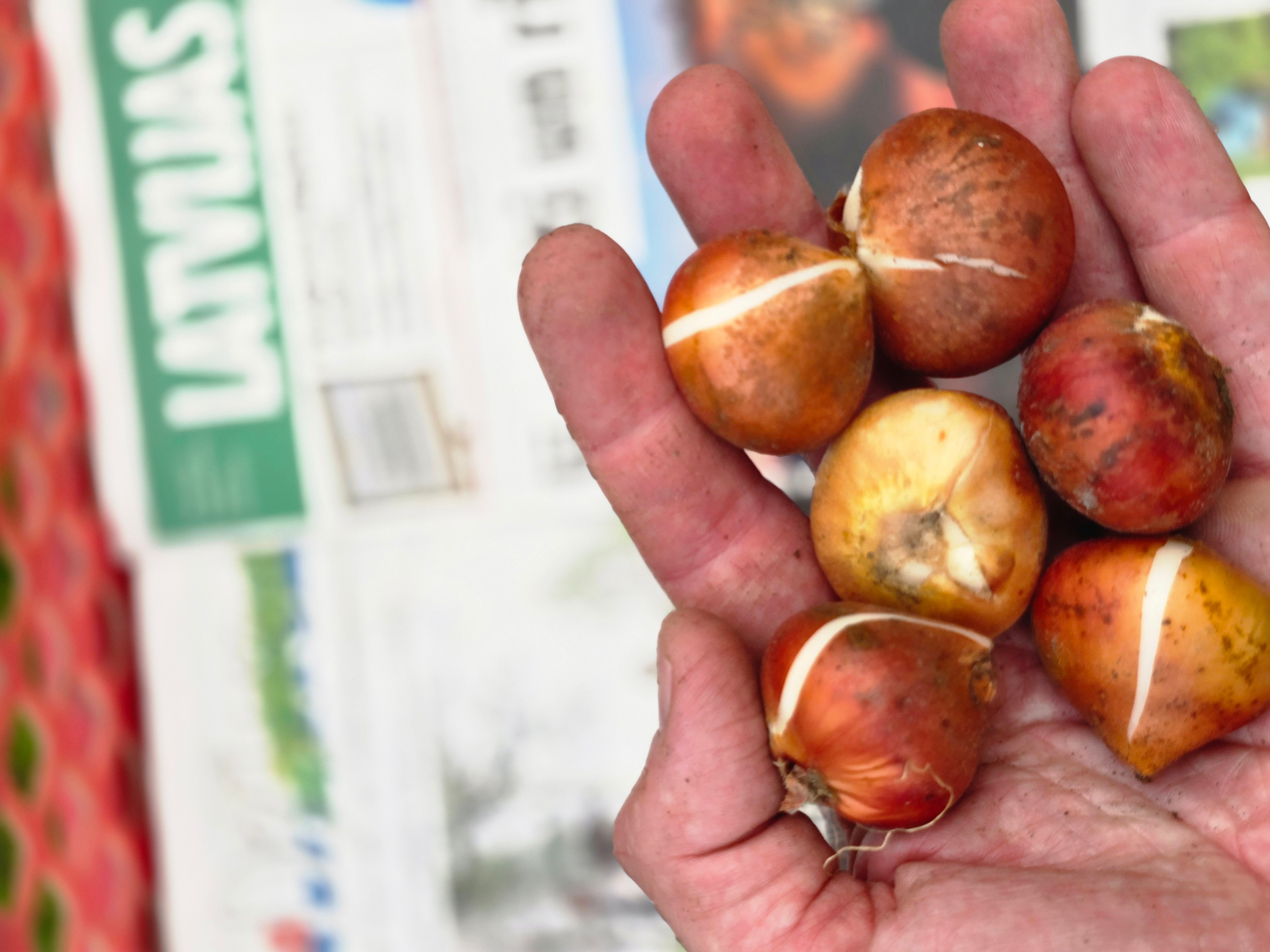 Aukščiausios kokybės tulpių svogūnėliai – TulipGarden kolekcija