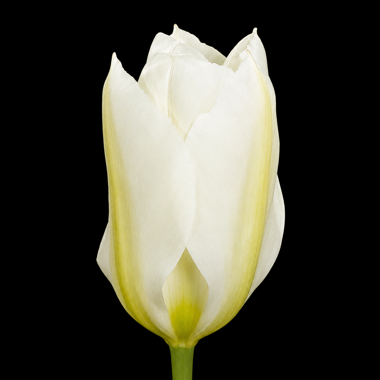 Purissima — Fosteriana