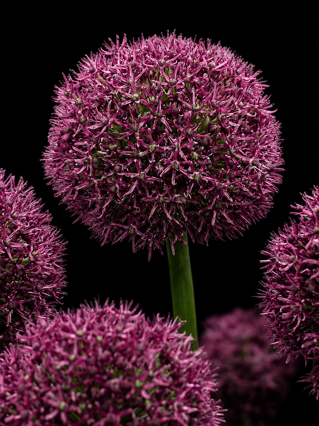 Allium Ostara dekoratyvinių česnakų svogūnėliai