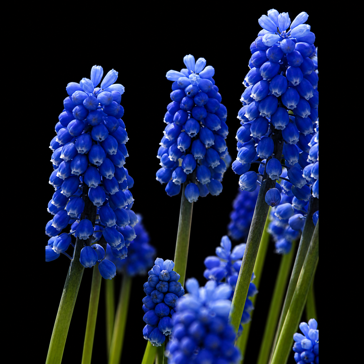 Muscari Blue Magic žydrių žiedai