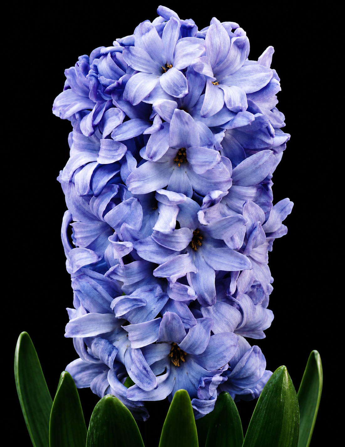 Hyacinthus Delft Blue hiacintų svogūnėliai