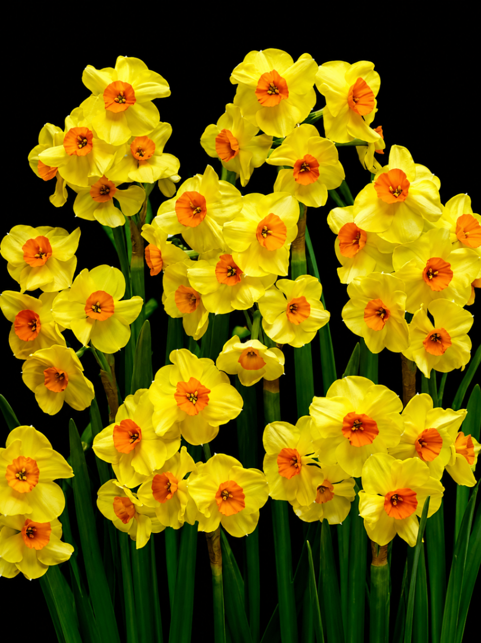Narcissus 'Cornish Dawn'