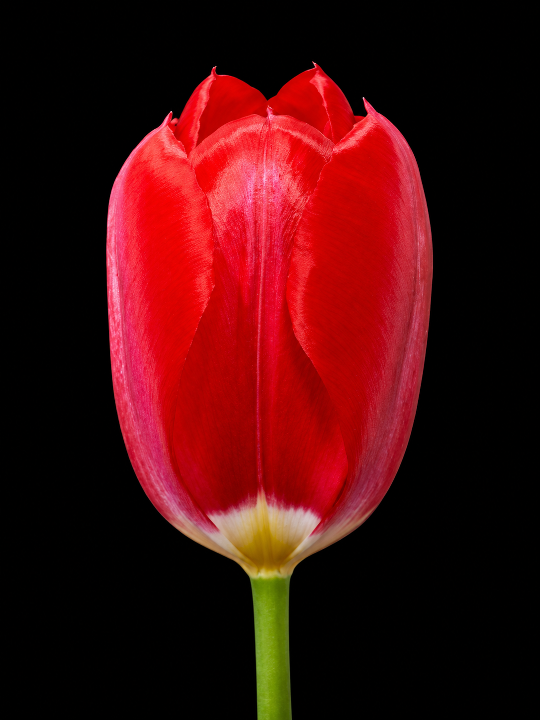 Red Purissima