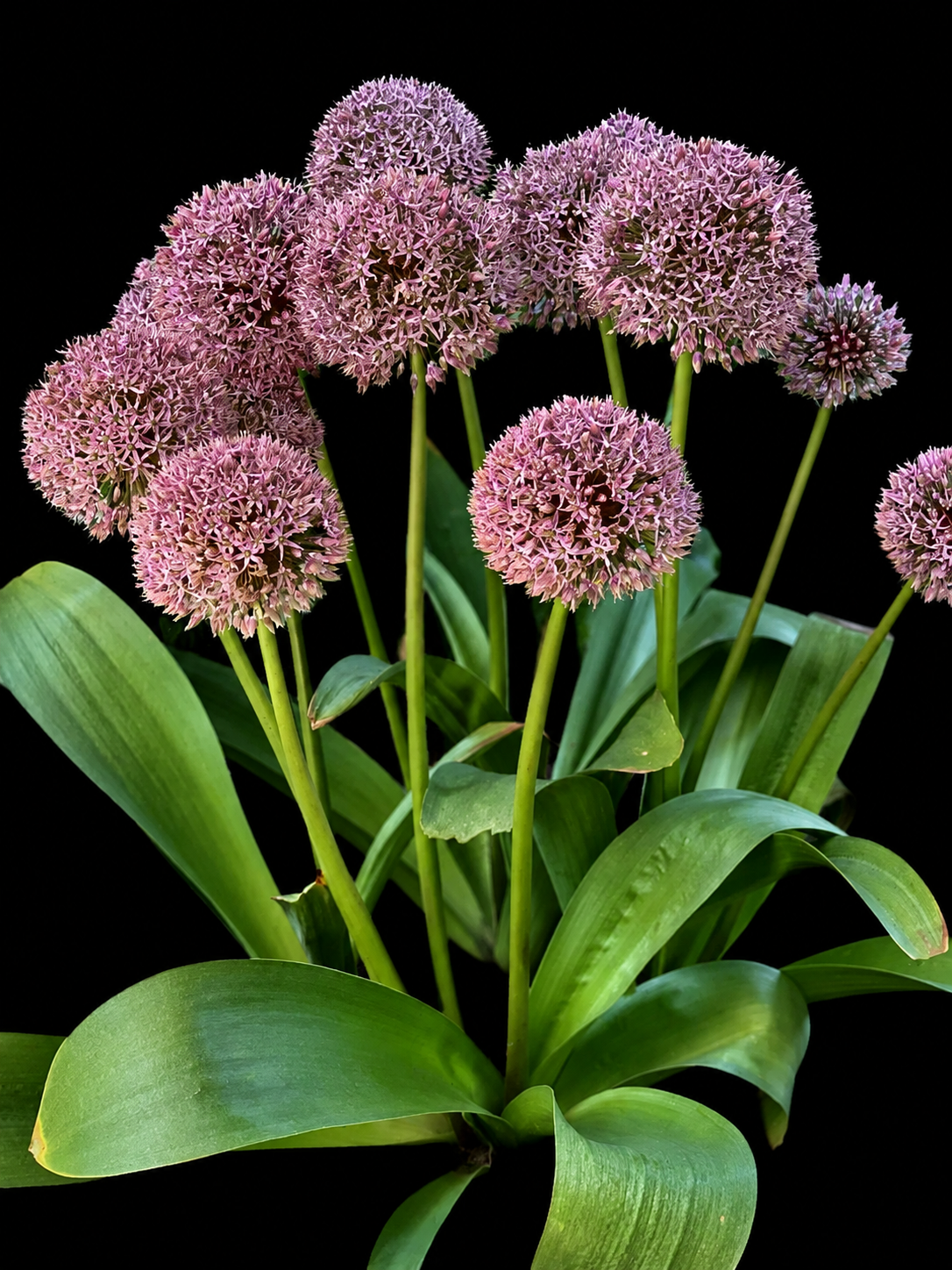 Allium Lucky Balloons dekoratyvinių česnakų svogūnėliai