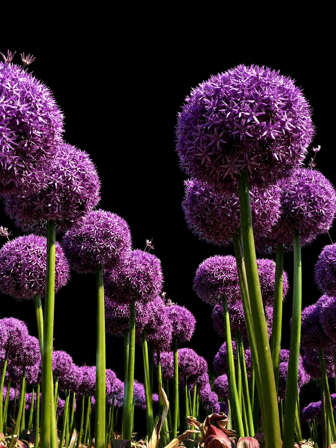 Allium Globemaster dekoratyvinių česnakų svogūnėliai