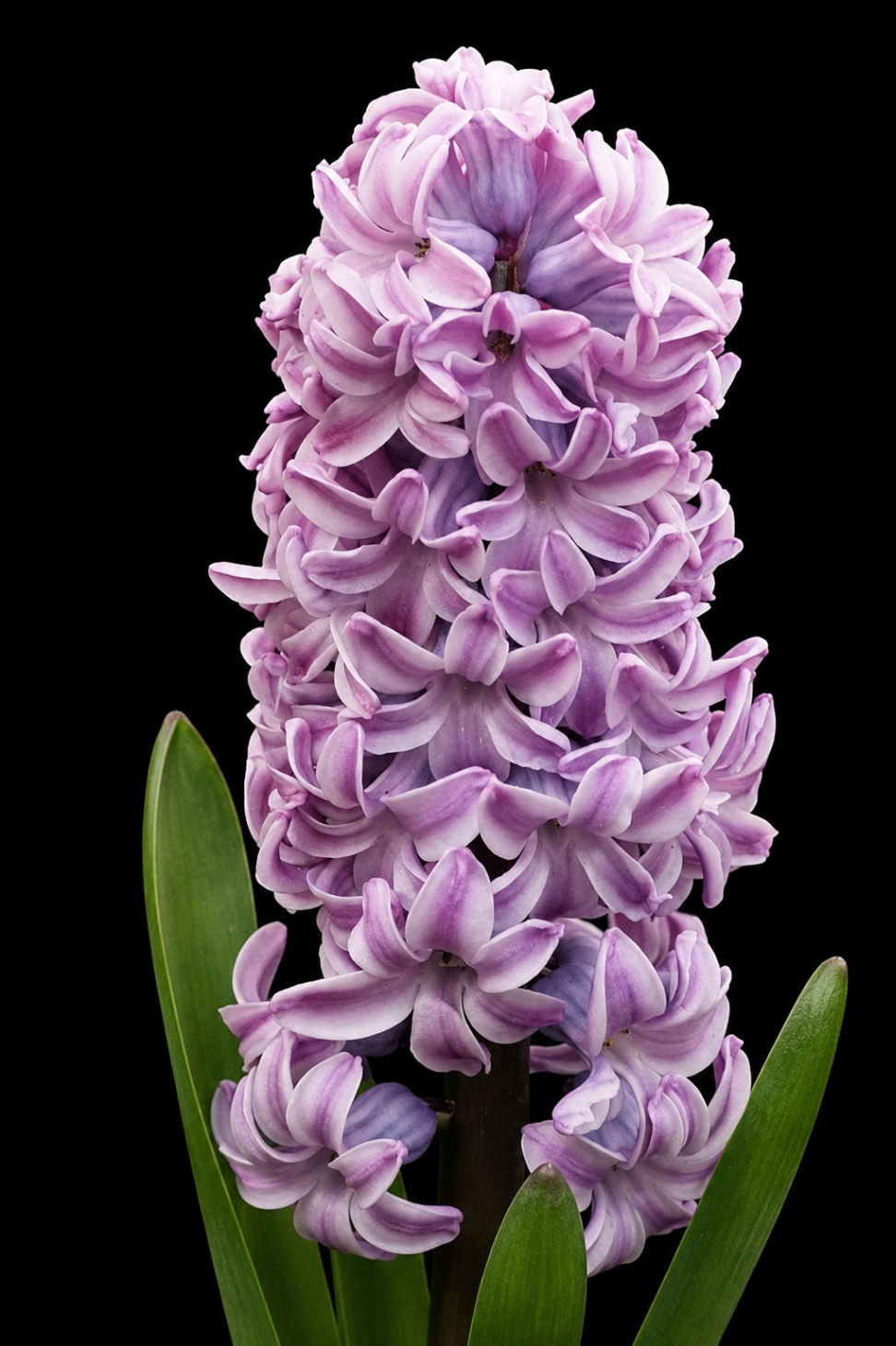 Hiacinte 'Splendid Cornelia'