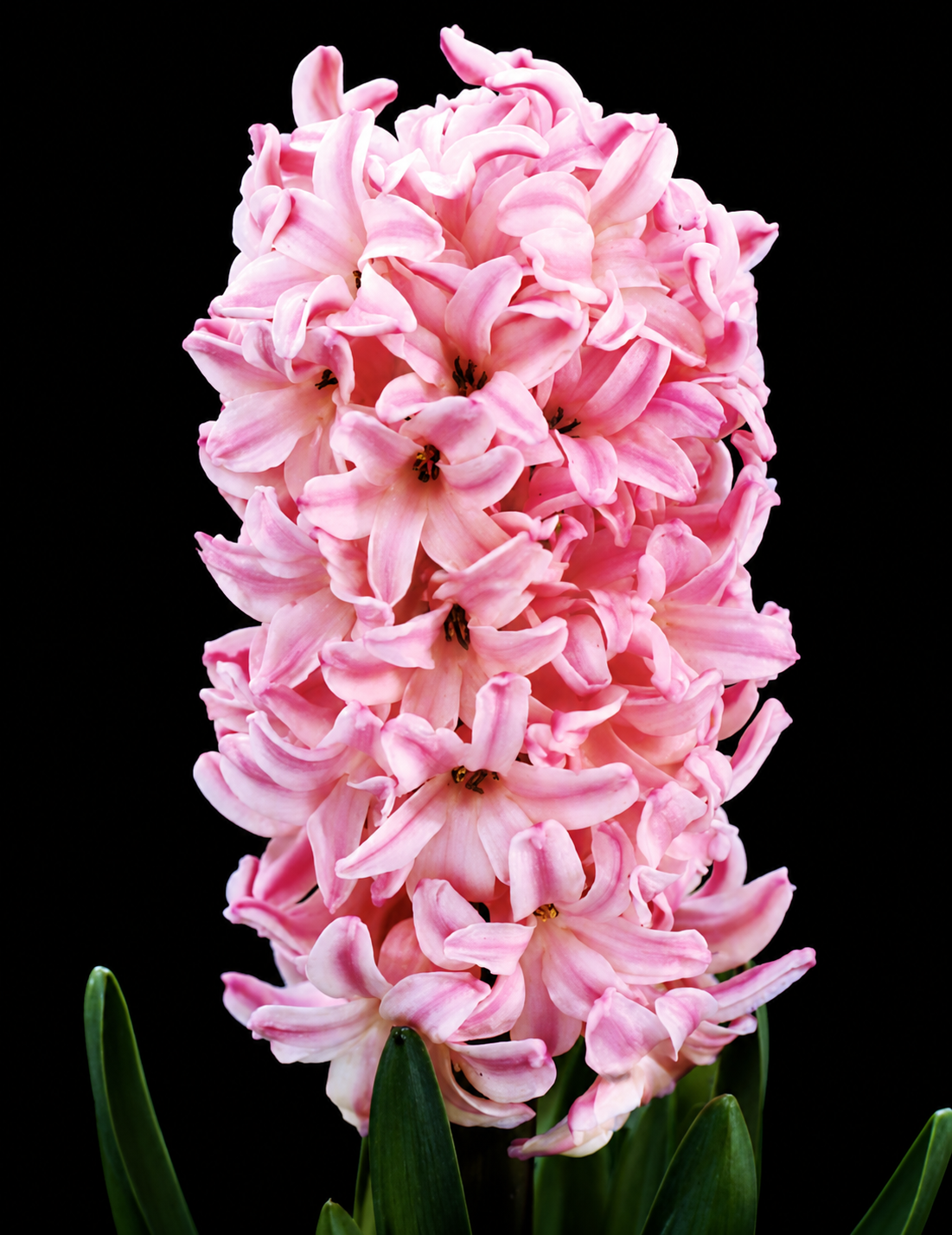 Hyacinthus Fondant hiacintų svogūnėliai