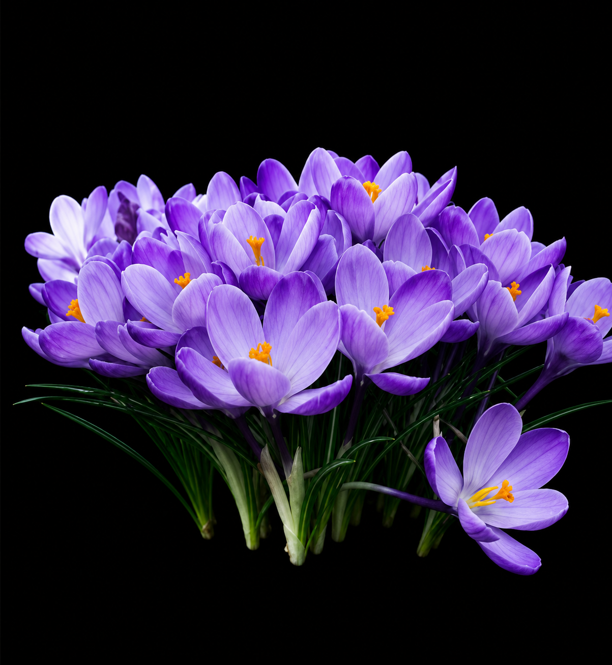 Crocus Grand Maitre krokų svogūnėliai