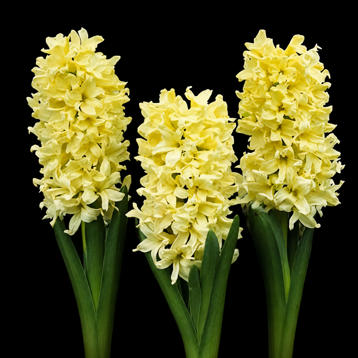 Hyacinthus Yellow Queen hiacintų svogūnėliai