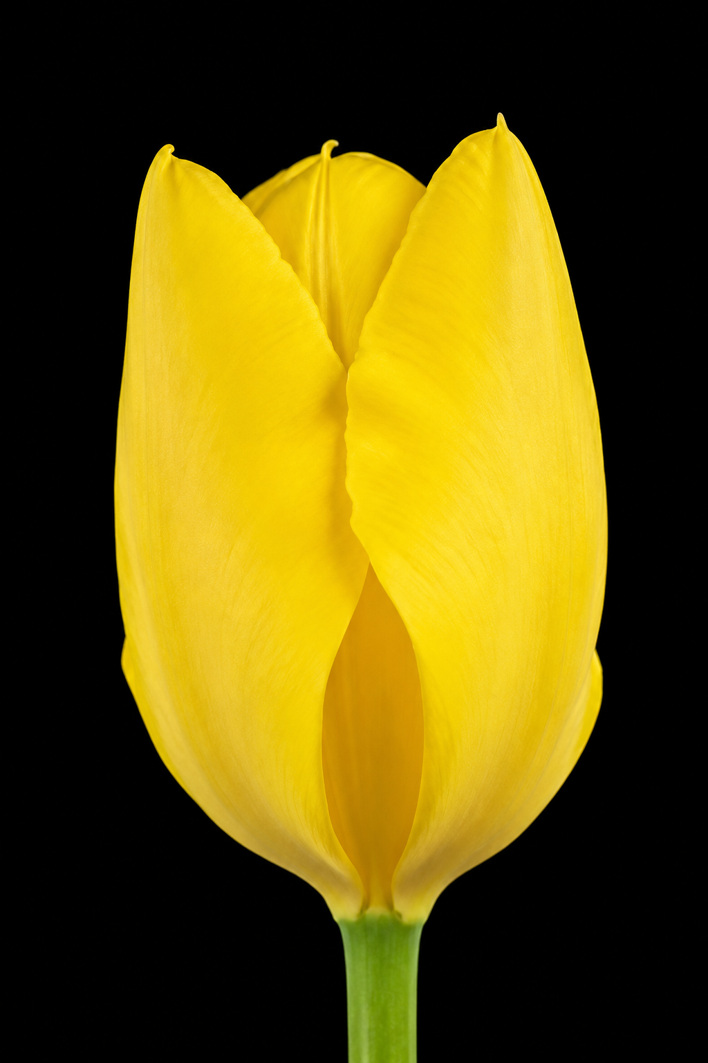 Golden Purissima