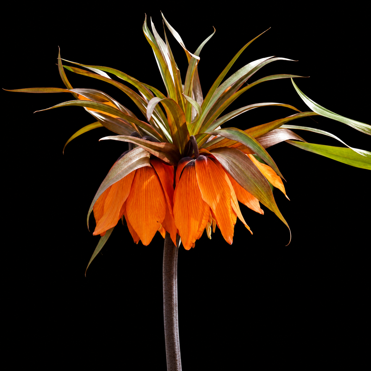 Fritillaria Sunset margučių svogūnėliai