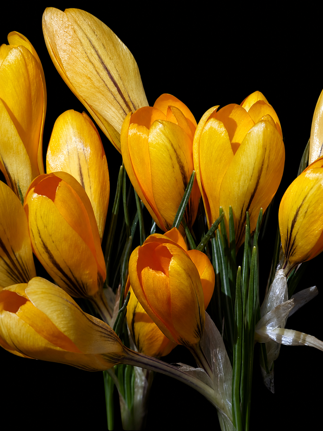 Crocus Vernus Golden Yellow krokų svogūnėliai