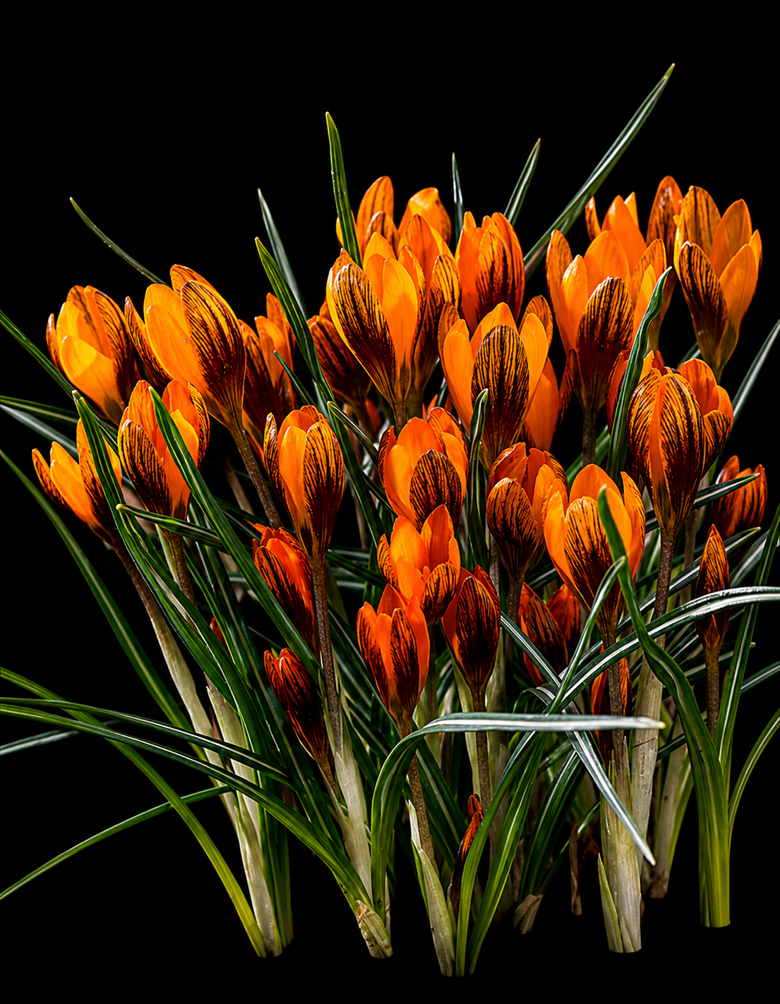 Crocus Orange Monarch krokų svogūnėliai