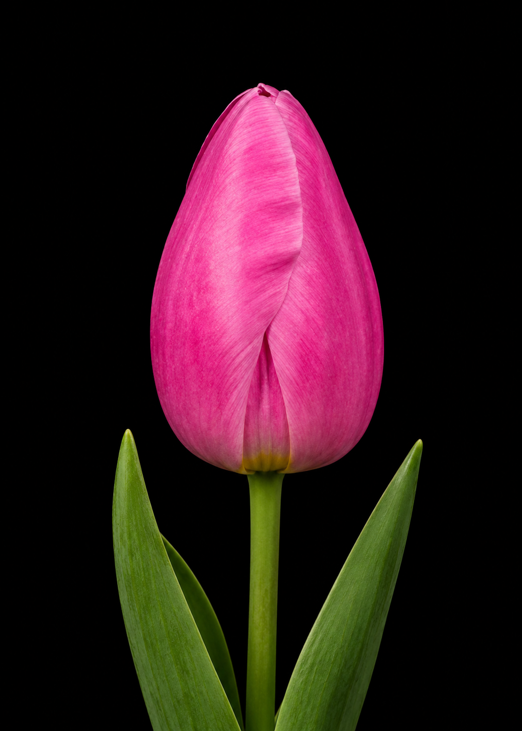 Jumbo Pink — Triumfa
