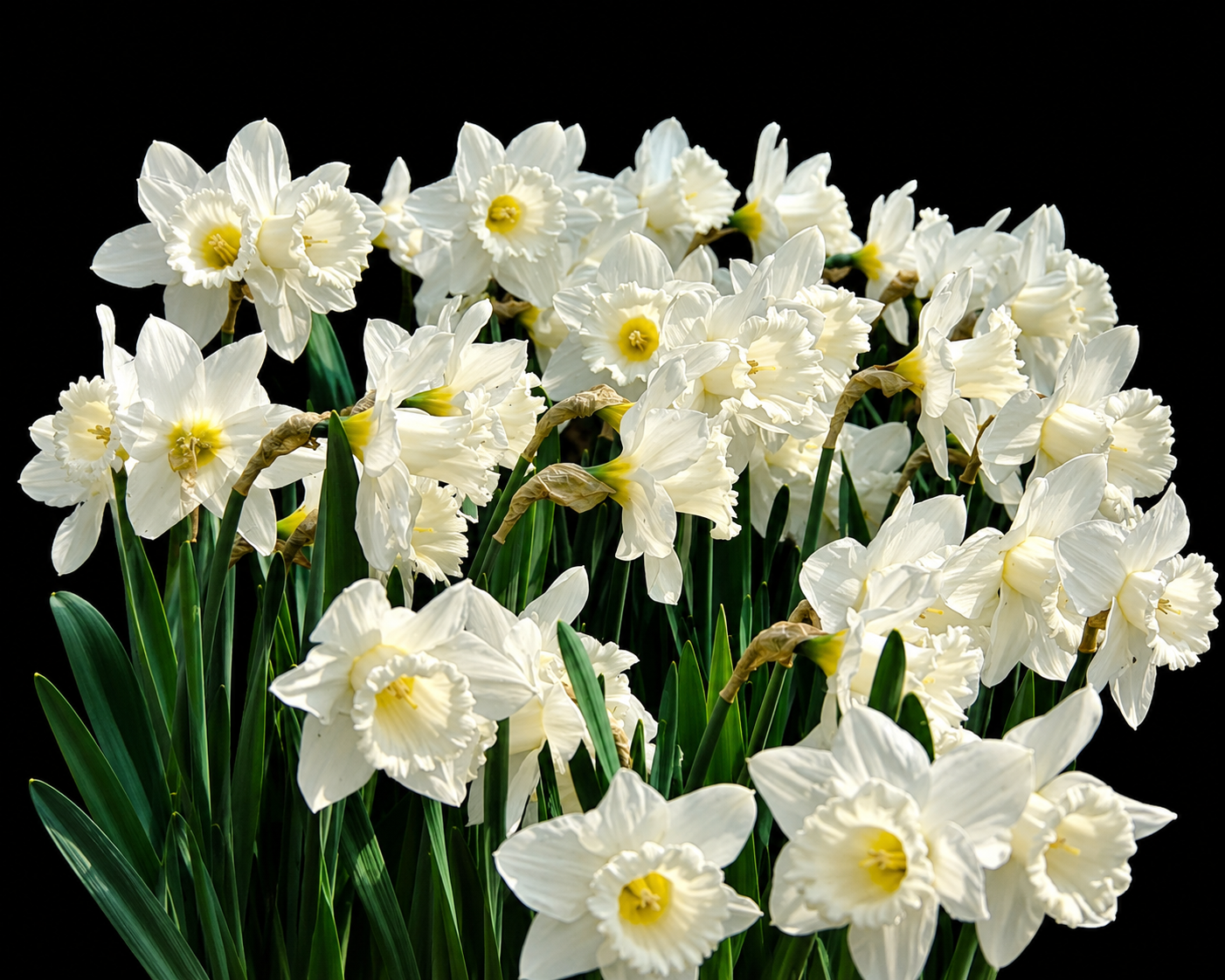Narcissus Mount Hood narcizų svogūnėliai