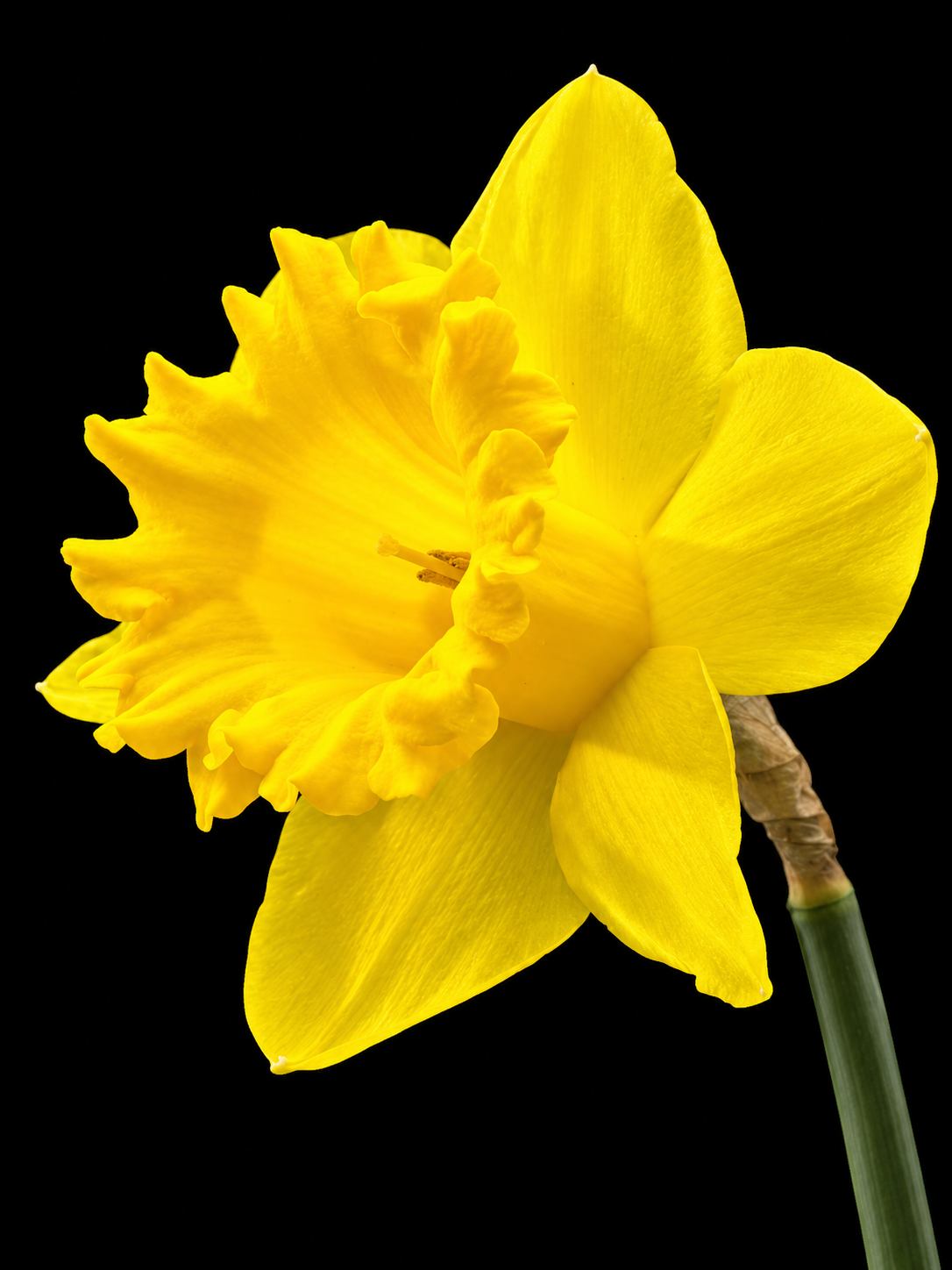 Narcissus Dutch Master narcizų svogūnėliai