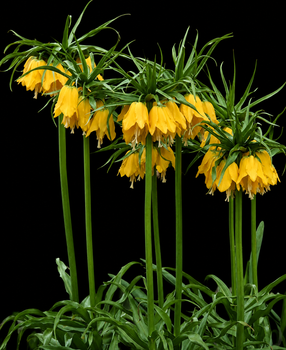 Fritillaria imperialis 'Maxima Lutea'