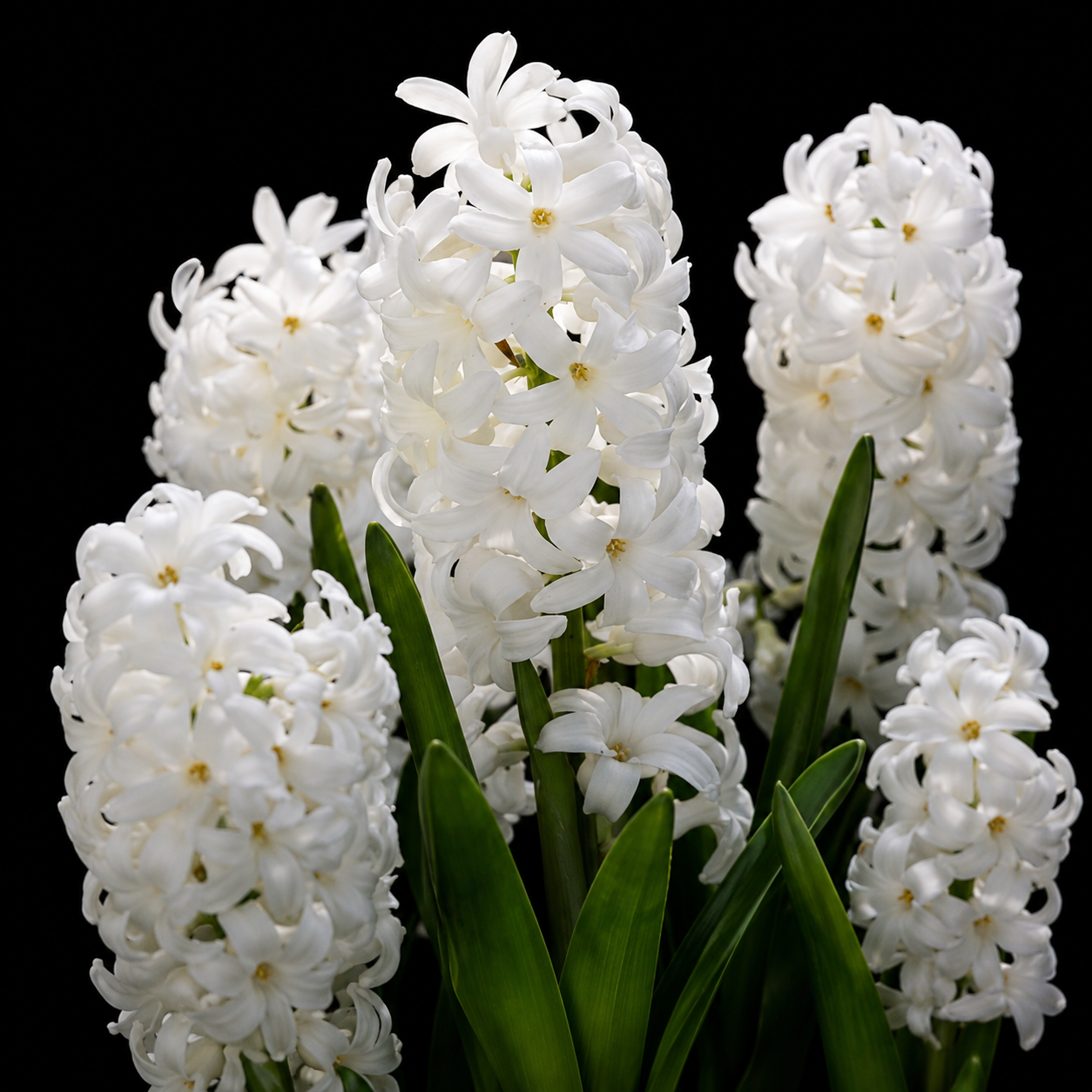Hyacinthus Carnegie hiacintų svogūnėliai