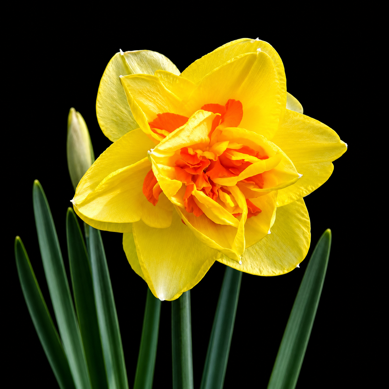 Narcissus Tahiti narcizų svogūnėliai